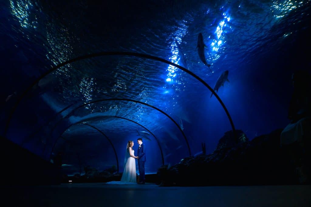 Bruidspaar staat tegenover elkaar in de aquarium tunnel van het Oceanie in Blijdorp © Stefan van Beek Fotografie